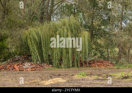 Weidenbaum im Wald mit Haufen gebrochener Ziegelsteine auf dem Boden an bewölktem Tag. Konzept der Natur, Bauschutt und Umweltauswirkungen Stockfoto