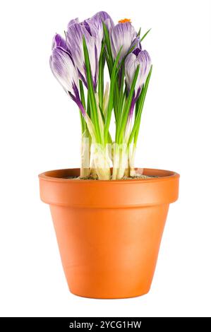 Krokusse im Terrakotta-Aufschäumtopf Stockfoto