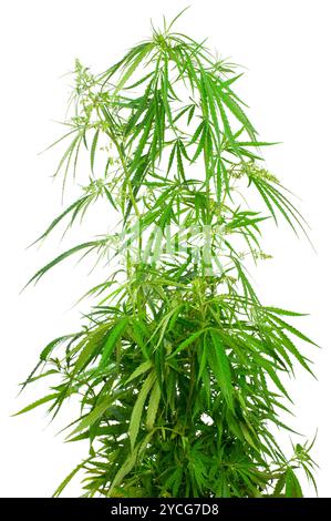 Cannabis sativa Stockfoto