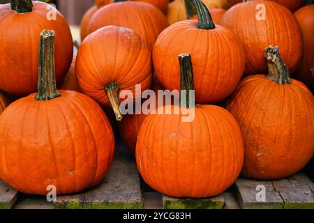 Orangefarbene große Halloween-Kürbisse zum Schnitzen auf Holzpalette Stockfoto