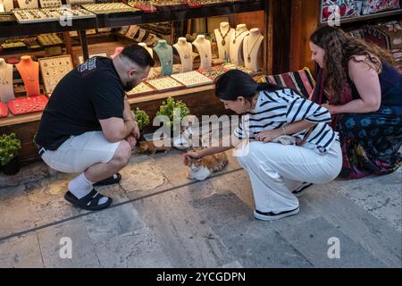 Touristen streicheln eine Katze und Kätzchen vor einem Geschäft in Istanbul, Türkei, 2024 Stockfoto