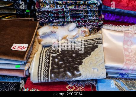 Eine Katze, die auf dem Display vor einem Teppichladen schläft, Istanbul, Türkei Stockfoto