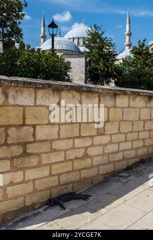 Eine Katze, die im Schatten der Suleymaniye-Moschee in Istanbul, Türkei schläft Stockfoto