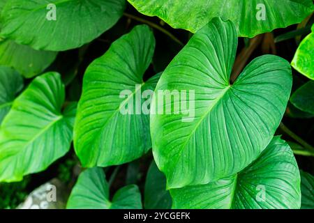 Nahaufnahme großer grüner Blätter mit ausgeprägten Adern und einer glänzenden Textur, umgeben von anderen üppigen Blättern. Die Blätter weisen eine leuchtende grüne Farbe auf. Stockfoto