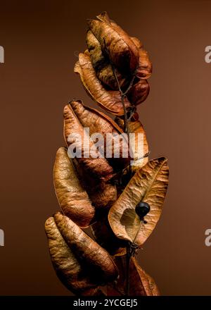 Schöne Koelreuteria paniculata oder goldener Regenbaum auf braunem Hintergrund. Nahaufnahme. Stockfoto