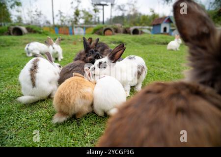 Gruppe von gesunden schönen Häschen flauschige Kaninchen, entzückendes Baby Kaninchen auf grünem Garten Natur Hintergrund Stockfoto