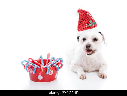 Weiße kleine Hündchen neben Schüssel mit Weihnachten Bonbondose Stockfoto
