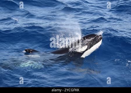 Killerwal (Orcinus Orca) in der Straße von Gibraltar Stockfoto