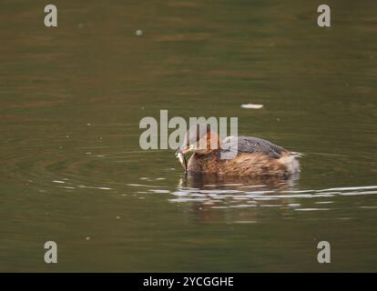 Der kleine Grebe verliert im Herbst sein Brutgefieder und meldet sich in nicht-Zuchtgefieder ( Winter-). Stockfoto