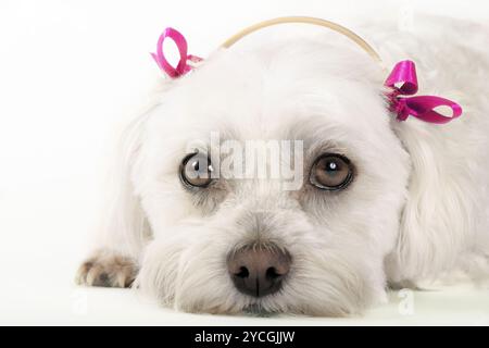 Niedlicher maltesischer Welpe Stockfoto