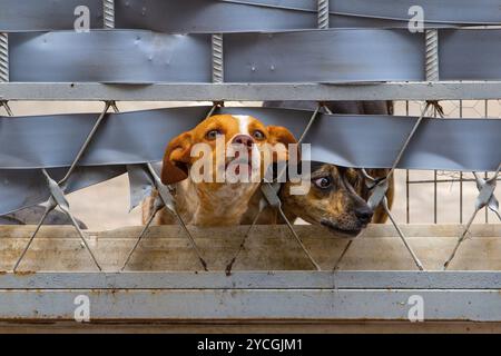 Goiania, Goias, Brasilien – 17. Oktober 2024: Zwei neugierige Mischhunde, deren Köpfe aus dem Tor ragen, Stockfoto