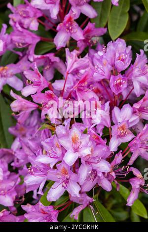 Detailgetreue Aufnahme von wilden rosa Rhododendronblüten in voller Blüte, die ihre zarten Blütenblätter und ihre natürliche Schönheit zeigen Stockfoto