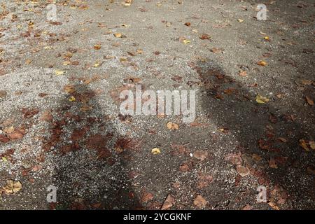 Schatten auf Schotterpfad mit Herbstlaub an einem regnerischen Tag Stockfoto