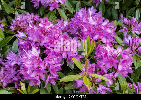 Detailgetreue Aufnahme von wilden rosa Rhododendronblüten in voller Blüte, die ihre zarten Blütenblätter und ihre natürliche Schönheit zeigen Stockfoto