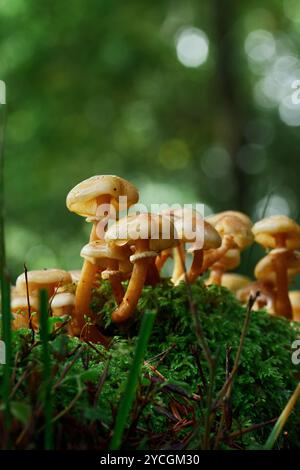 Essbare Honigpilze Pilze, Krötenpilz, Armillaria mellea, wächst im New Forest, Großbritannien Stockfoto