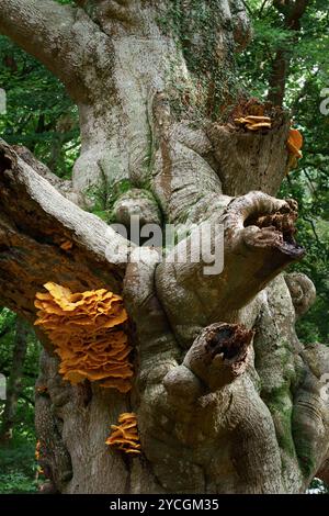 Large Flush of Huhn of the Woods Pilz, Pilz, Laetiporus sulphureus, wächst auf Einem sterbenden Baum, New Forest UK Stockfoto