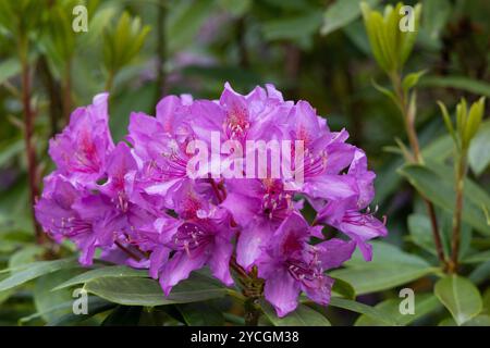 Detailgetreue Aufnahme von wilden rosa Rhododendronblüten in voller Blüte, die ihre zarten Blütenblätter und ihre natürliche Schönheit zeigen Stockfoto