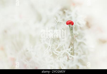 Isolierter Stiel der Flechte Cladonia macilenta, Lipstick Cup Flechte, New Forest UK Stockfoto