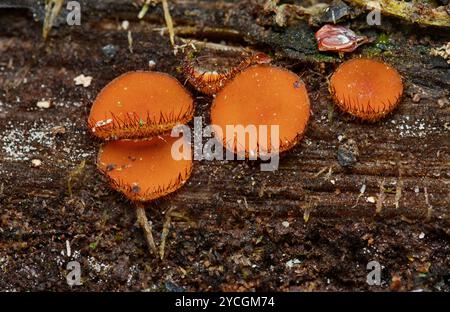 Nahaufnahme des Pilzes der gewöhnlichen Wimpern, evtl. Scutellinia scutellata, wächst im New Forest UK Stockfoto