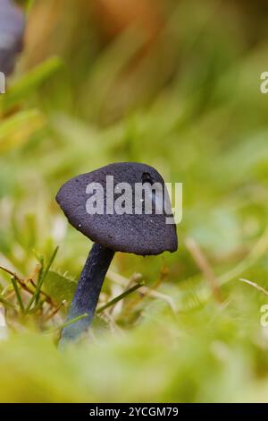 Nahaufnahme: Makro eines unreifen Schwarzvioletten Pilzes, Cortinarius violaceus, Violett Webcap oder Violett Cort Pilz, Pilz wächst im New Forest U Stockfoto