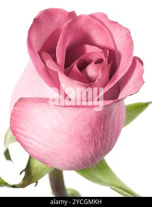 Rosa Rose auf weißem Grund. Stockfoto