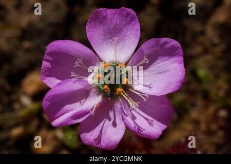 Rosafarbene Blume des fleischfressenden Mohnblumen-Sonnentau (Drosera cistiflora), Westkap, Südafrika Stockfoto