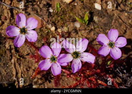 Rosafarbene Blüten des fleischfressenden Mohnblumen Sonnentau (Drosera cistiflora), Westkap, Südafrika, Blick von oben Stockfoto