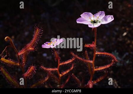 Mohnblumen-Sonnentau (Drosera cistiflora), mit klebrigen roten Blättern und rosa Blüten im Sonnenlicht, Westkap, Südafrika Stockfoto