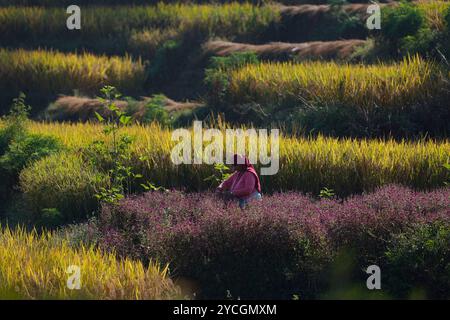 Bhaktapur, Nepal. Oktober 2024. Eine Frau pflückt Makhamali-Blumen (Globus Amaranth) von den Feldern, um sie auf den Märkten für das bevorstehende Tihar-Festival in Bhaktapur zu verkaufen. Quelle: SOPA Images Limited/Alamy Live News Stockfoto