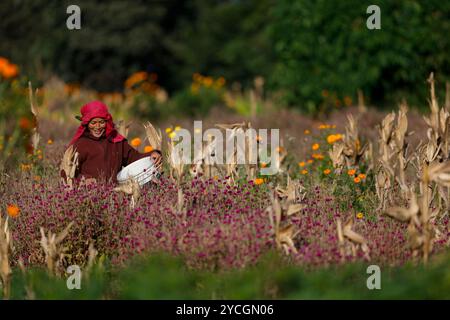 Bhaktapur, Nepal. Oktober 2024. Eine Frau pflückt Makhamali-Blumen (Globus Amaranth) von den Feldern, um sie auf den Märkten für das bevorstehende Tihar-Festival in Bhaktapur zu verkaufen. Quelle: SOPA Images Limited/Alamy Live News Stockfoto