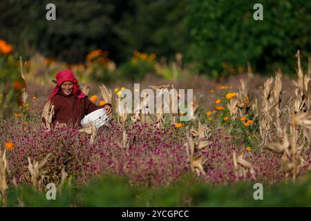 Bhaktapur, Nepal. Oktober 2024. Eine Frau pflückt Makhamali-Blumen (Globus Amaranth) von den Feldern, um sie auf den Märkten für das bevorstehende Tihar-Festival in Bhaktapur zu verkaufen. (Foto: Skanda Gautam/SOPA Images/SIPA USA) Credit: SIPA USA/Alamy Live News Stockfoto