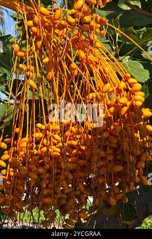 Viele Dates auf Dattelpalme Stockfoto