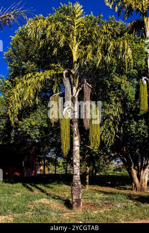 Fischschwanzpalme ( Caryota ) auf einem Bauernhof in Brasilien Stockfoto