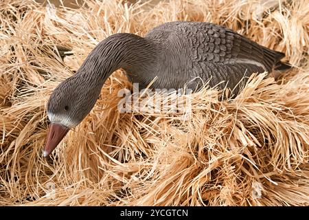 Gänseköder mit Füllung und Anrufen Stockfoto