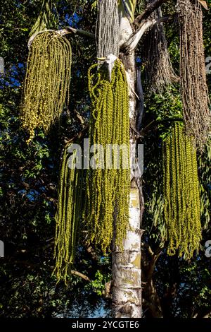 Fischschwanzpalme ( Caryota ) auf einem Bauernhof in Brasilien Stockfoto