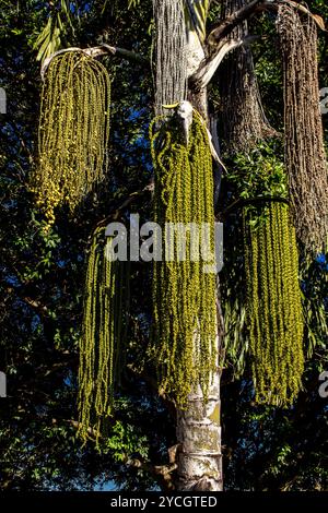 Fischschwanzpalme ( Caryota ) auf einem Bauernhof in Brasilien Stockfoto