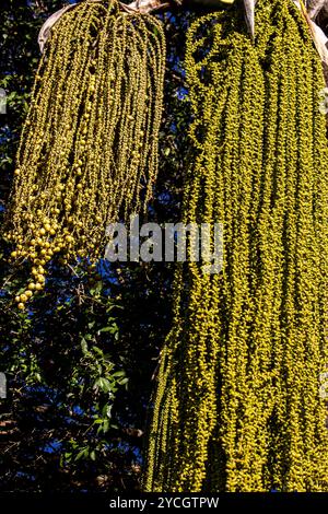 Fischschwanzpalme ( Caryota ) auf einem Bauernhof in Brasilien Stockfoto