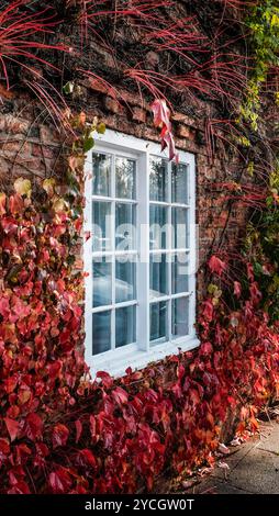 Rote Kletterpflanzen (Parthenocissus quinquefolia) eines Virgina-Kriechers auf einem Haus in Norton auf Tees, England, Großbritannien. Herbstfarben Stockfoto