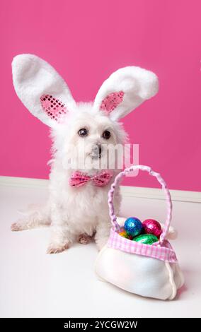 Kleiner Hund mit einer Tasche von Schokoladeneier Stockfoto