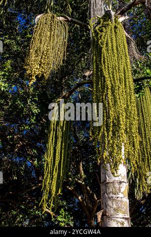 Fischschwanzpalme ( Caryota ) auf einem Bauernhof in Brasilien Stockfoto