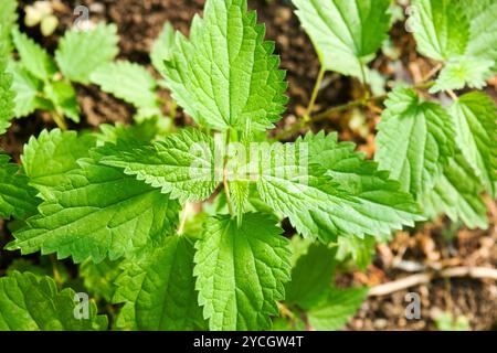 Ein kleiner Busch Brennnessel wächst im Garten. Nach dem Kochen können junge Brennnesselpflanzen als Gemüse gegessen werden, in einigen köstlichen Gerichten. Stockfoto