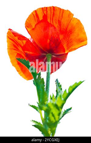 Mohnblume. Großer dekorativer Gartenmohn Stockfoto