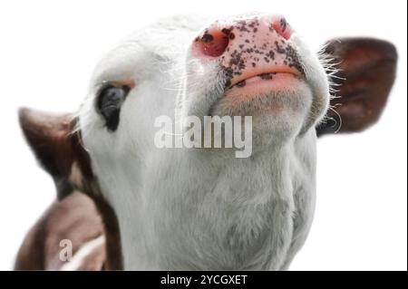 Nutztier. Nahaufnahme Porträt einer kleinen Kuh Stockfoto