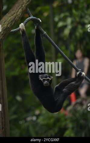 Ein Gibbon mit dunkel-weißen Händen, der an einem Seil hängt, verspielt seine Beine darauf auflegt und gerade aussieht und die komplizierten Details seines kleinen Gesichts zeigt Stockfoto