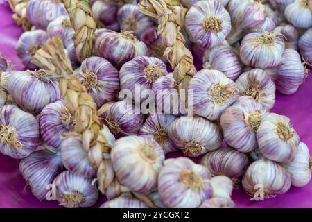 Viele frische Knoblauchzwiebeln in violettem Ambiente Stockfoto