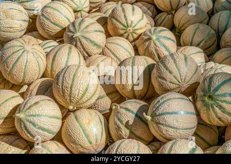 Detailaufnahmen im Vollformat mit vielen sonnigen, frischen Melonen aus Cantaloupe Stockfoto