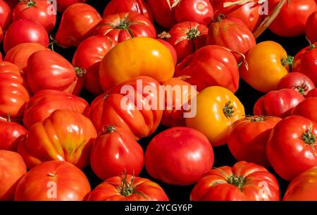 Detailaufnahmen im Vollformat mit vielen sonnigen, frischen Tomaten Stockfoto