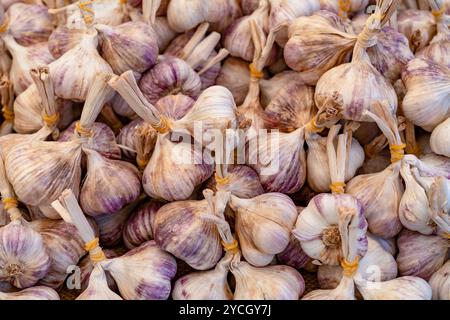 Detailaufnahme mit vielen frischen Knoblauchzwiebeln Stockfoto