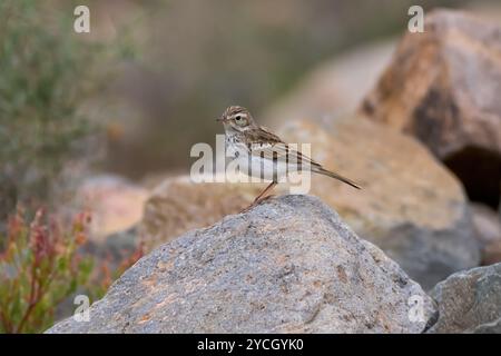 Berthelots Pipit (Anthus berthelotii) steht auf einem grauen Felsen in Fuerteventura Stockfoto