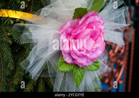 Elegante rosa Rose mit Tüll auf grünem Hintergrund. Stockfoto